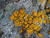 Candelariella vitellina
