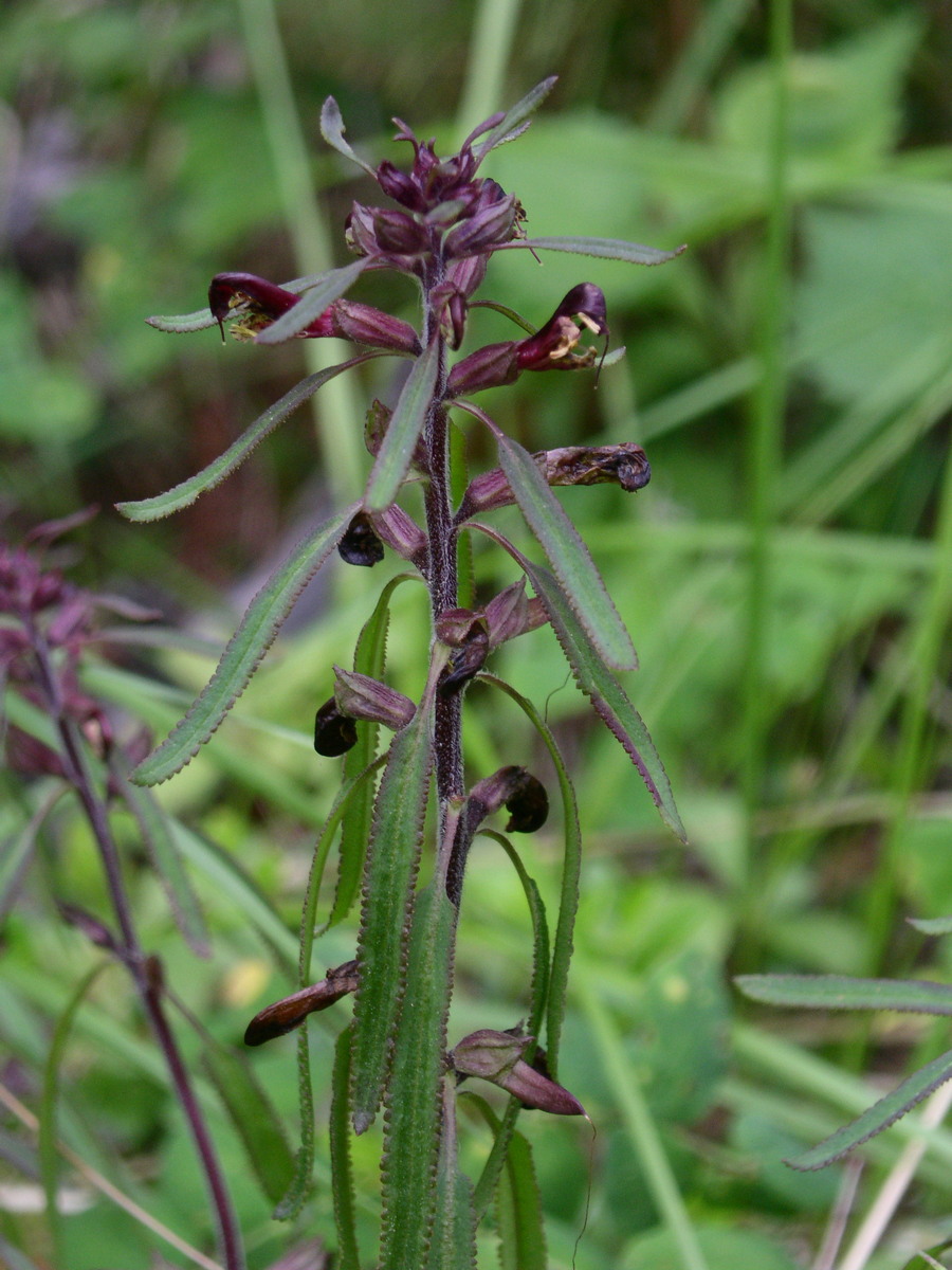 Изображение особи Pedicularis labradorica.