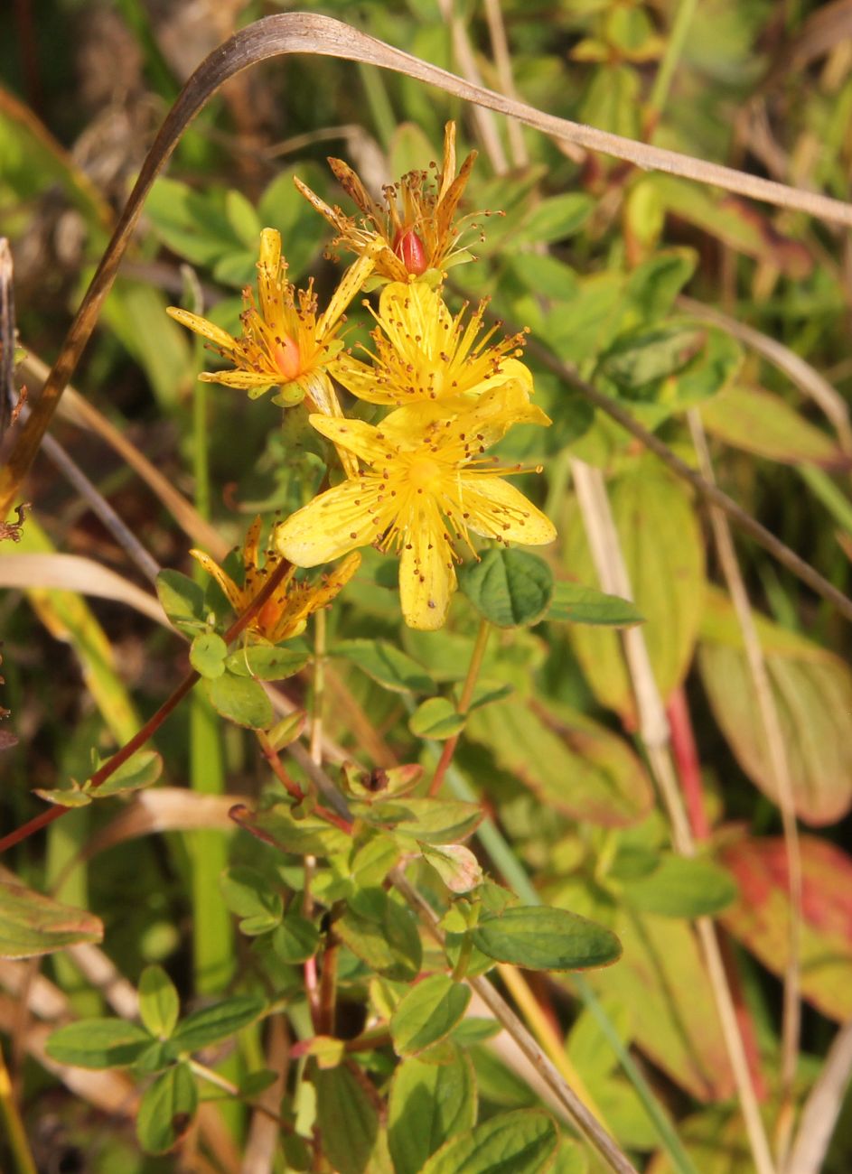 Изображение особи Hypericum perforatum.