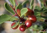 Rhamnus lycioides subspecies oleoides. Побег с плодами. Греция, Эгейское море, о. Парос, окр. пос. Дриос, возле дороги на холме. 01.06.2021.