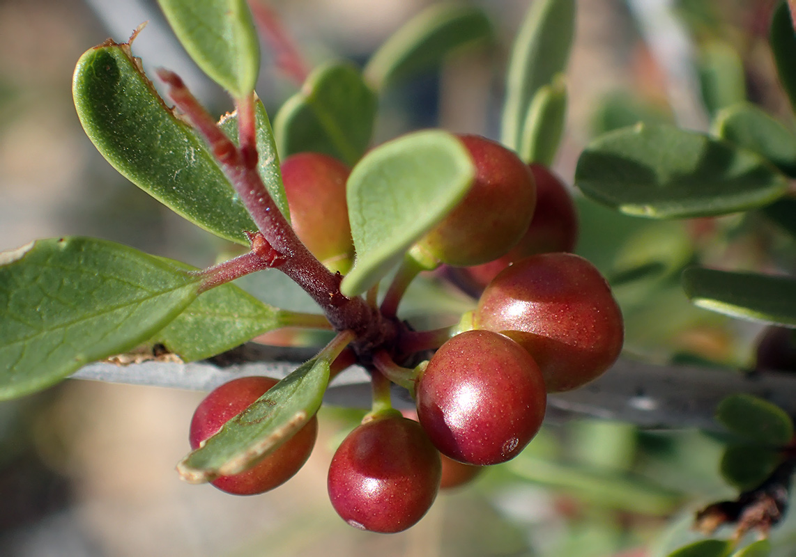 Изображение особи Rhamnus lycioides ssp. oleoides.