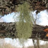 genus Usnea