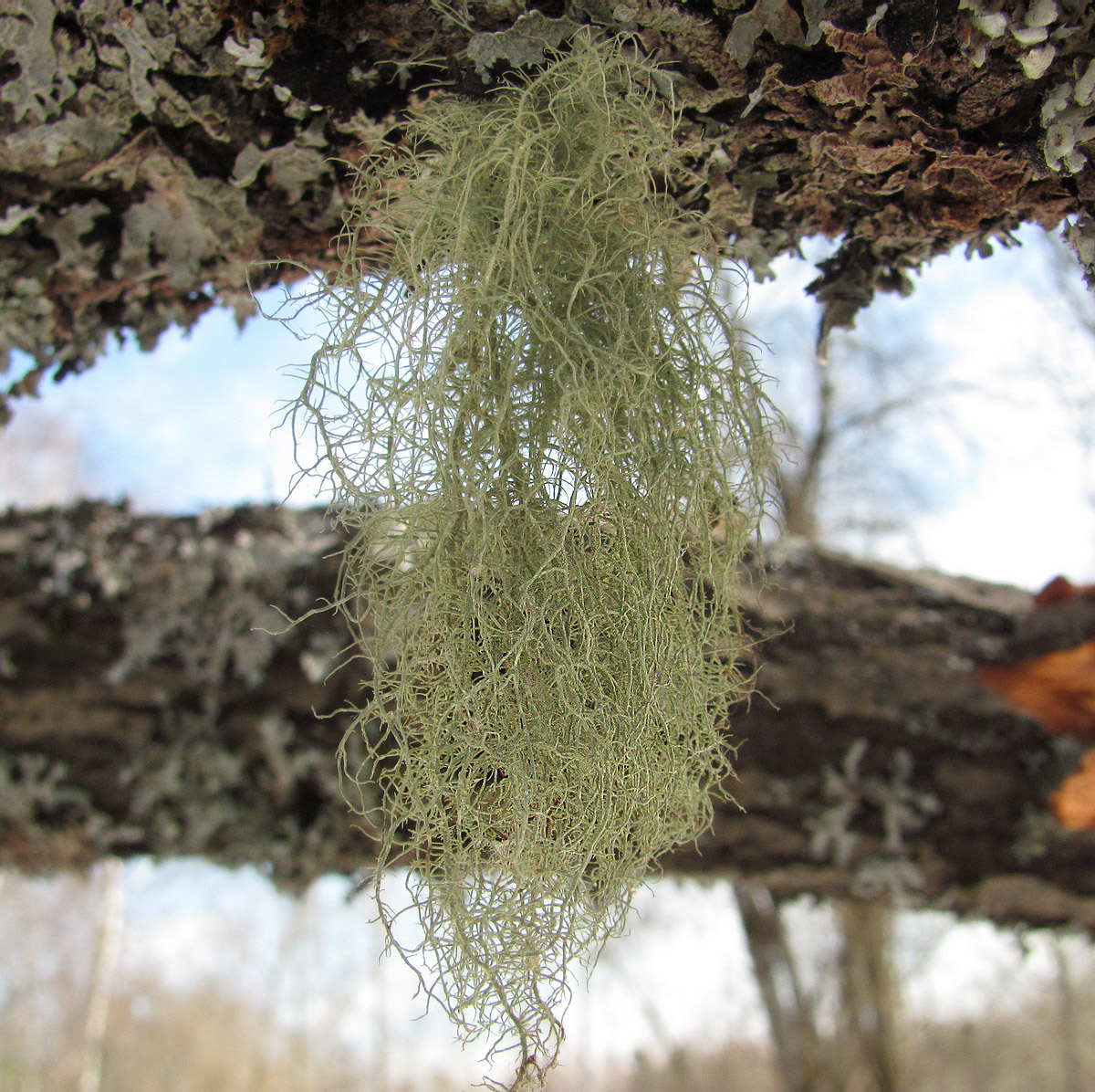 Image of genus Usnea specimen.