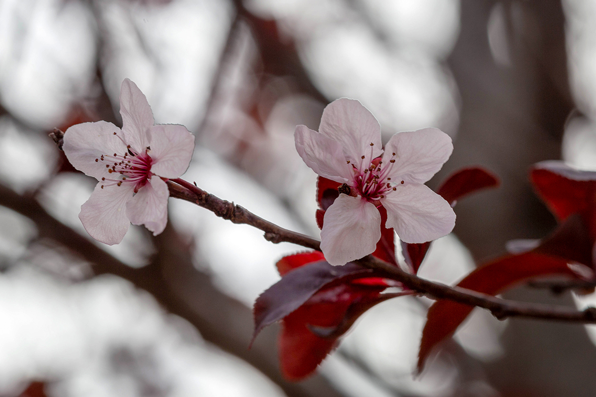 Image of Prunus cerasifera var. pissardii specimen.