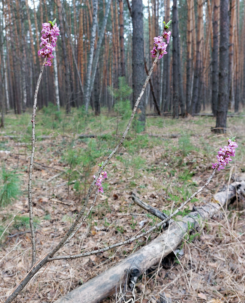 Изображение особи Daphne mezereum.