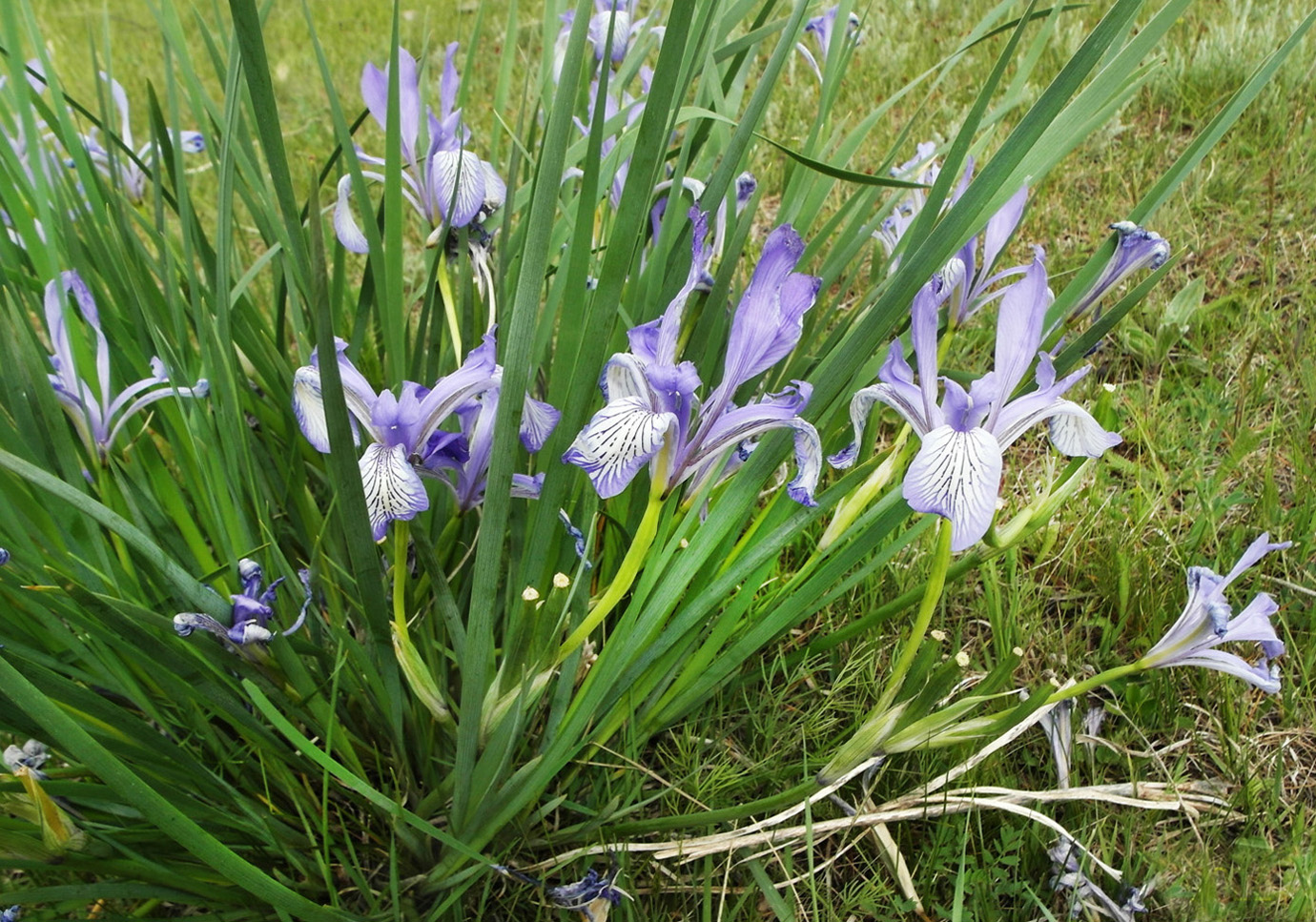 Image of Iris pallasii specimen.