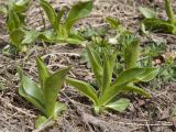 Cirsium simplex. Вегетирующие растения на влажном лугу. Северная Осетия, Ирафский р-н, юго-западный склон горы Кубус, около 2000 м н.у.м. 03.05.2022.