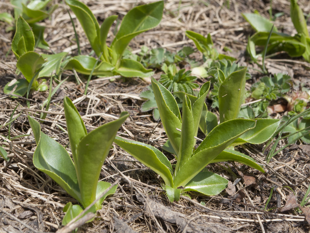 Изображение особи Cirsium simplex.