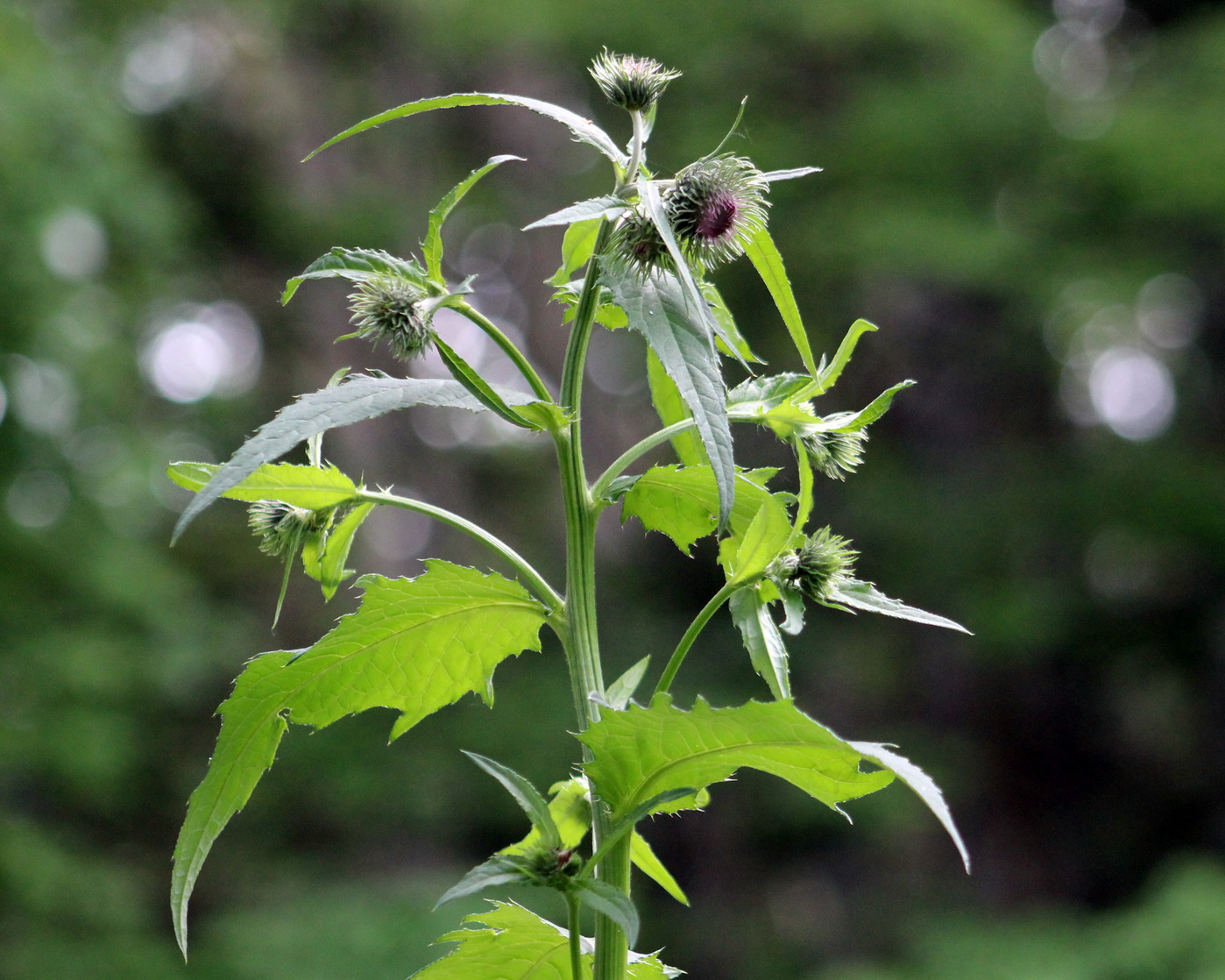 Image of Cirsium kamtschaticum specimen.