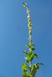 Verbascum phlomoides