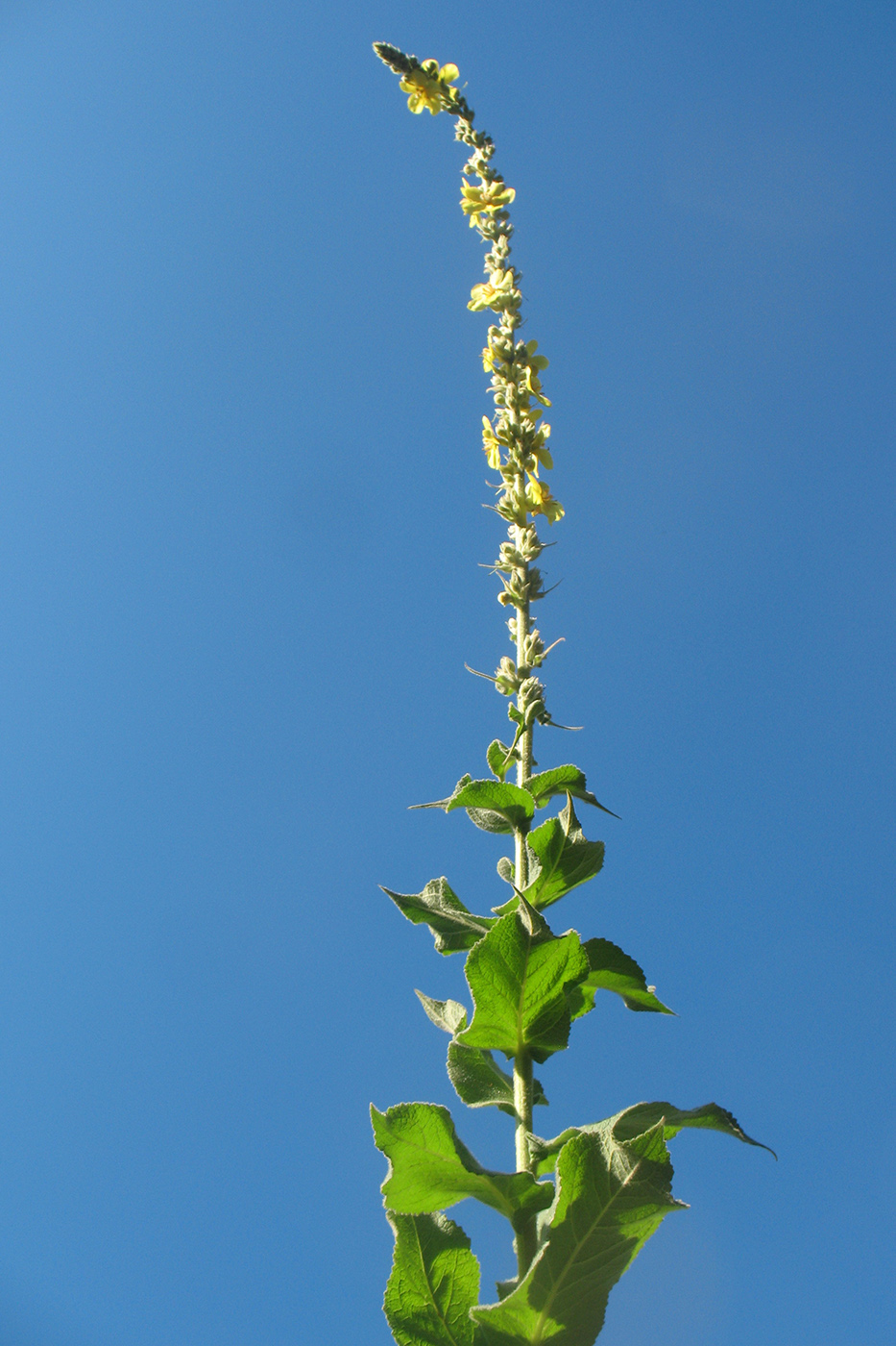 Изображение особи Verbascum phlomoides.