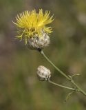 Centaurea orientalis