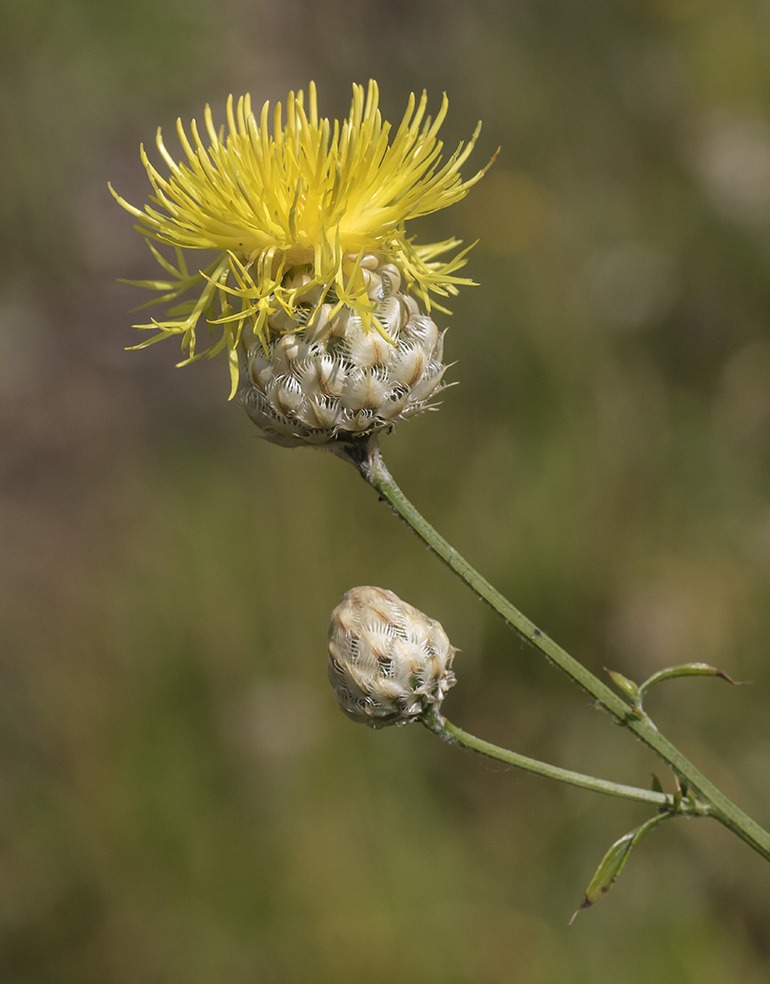 Image of Centaurea orientalis specimen.