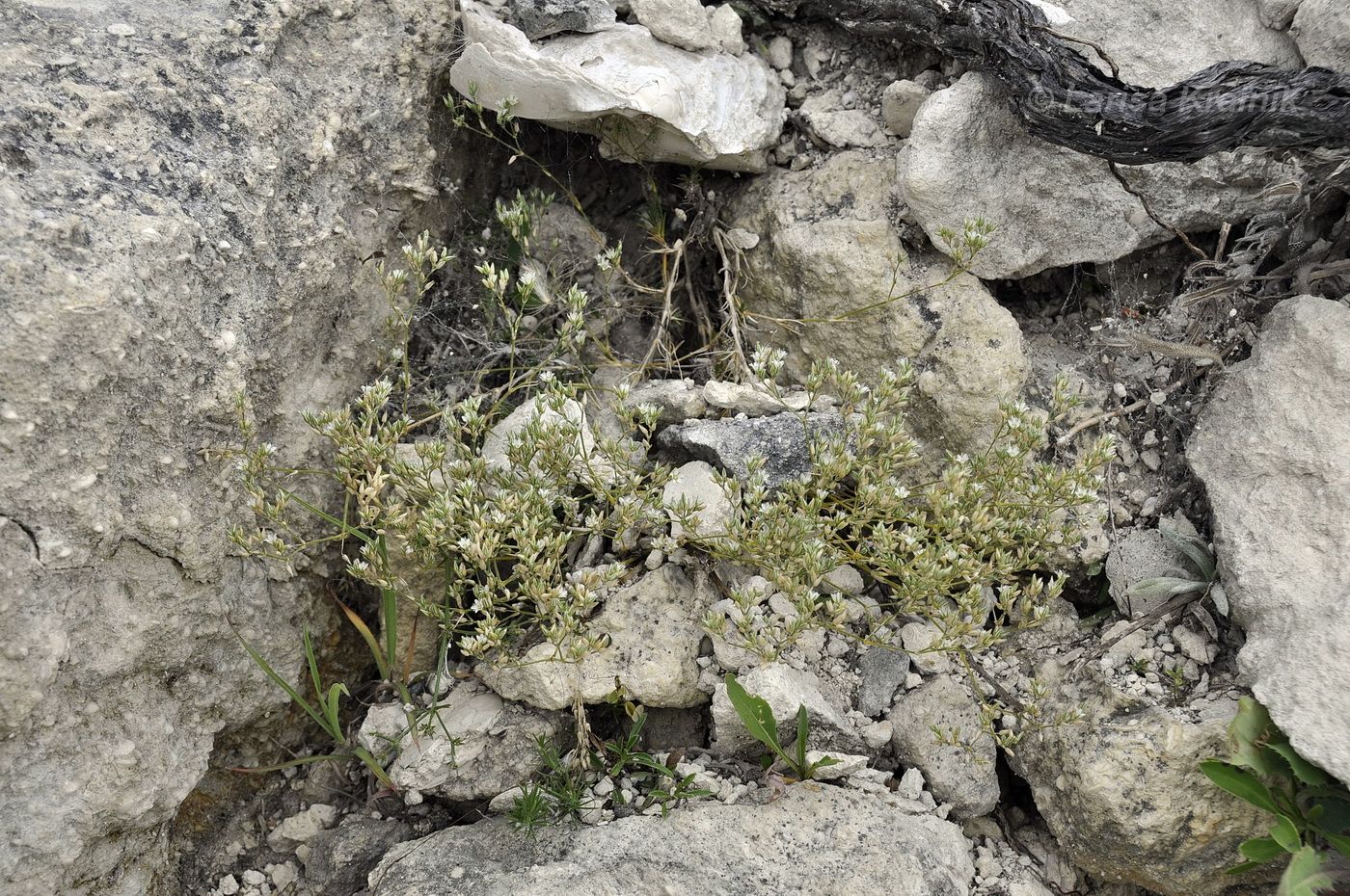 Image of Minuartia euxina specimen.