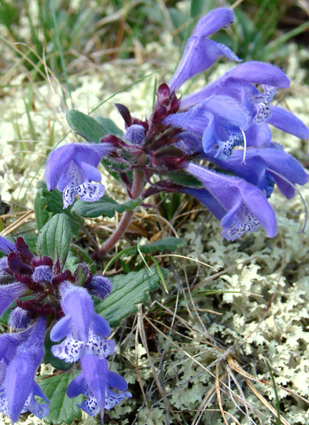 Изображение особи Dracocephalum stellerianum.