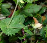 Lathyrus fulvus. Часть побега с цветком. Израиль, Нижняя Галилея, г. Верхний Назарет, пустырь. 26.03.2022.