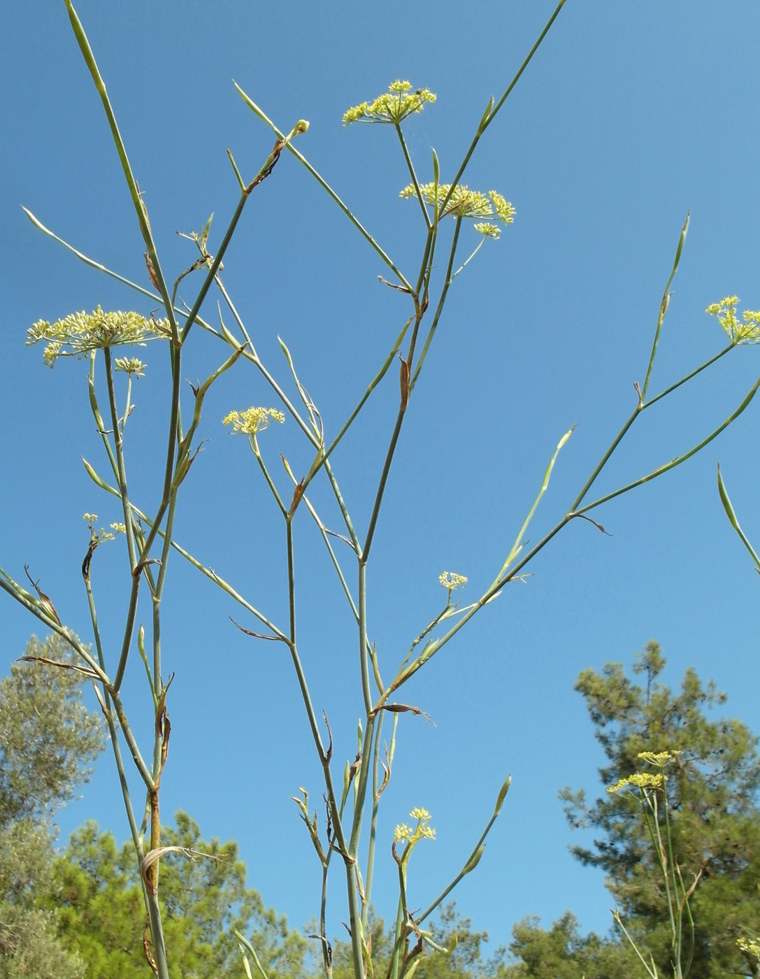 Изображение особи Foeniculum vulgare.