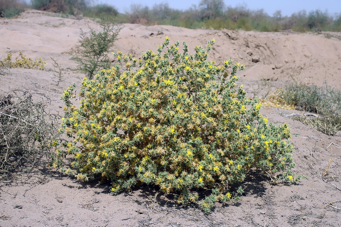 Изображение особи Carthamus oxyacanthus.