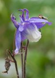 Aquilegia olympica