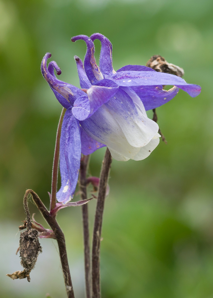 Изображение особи Aquilegia olympica.