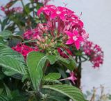 Pentas lanceolata. Соцветия с цветками и бутонами и листья. Крым, Южный Берег, Никитский ботанический сад, в культуре. 29.10.2021.