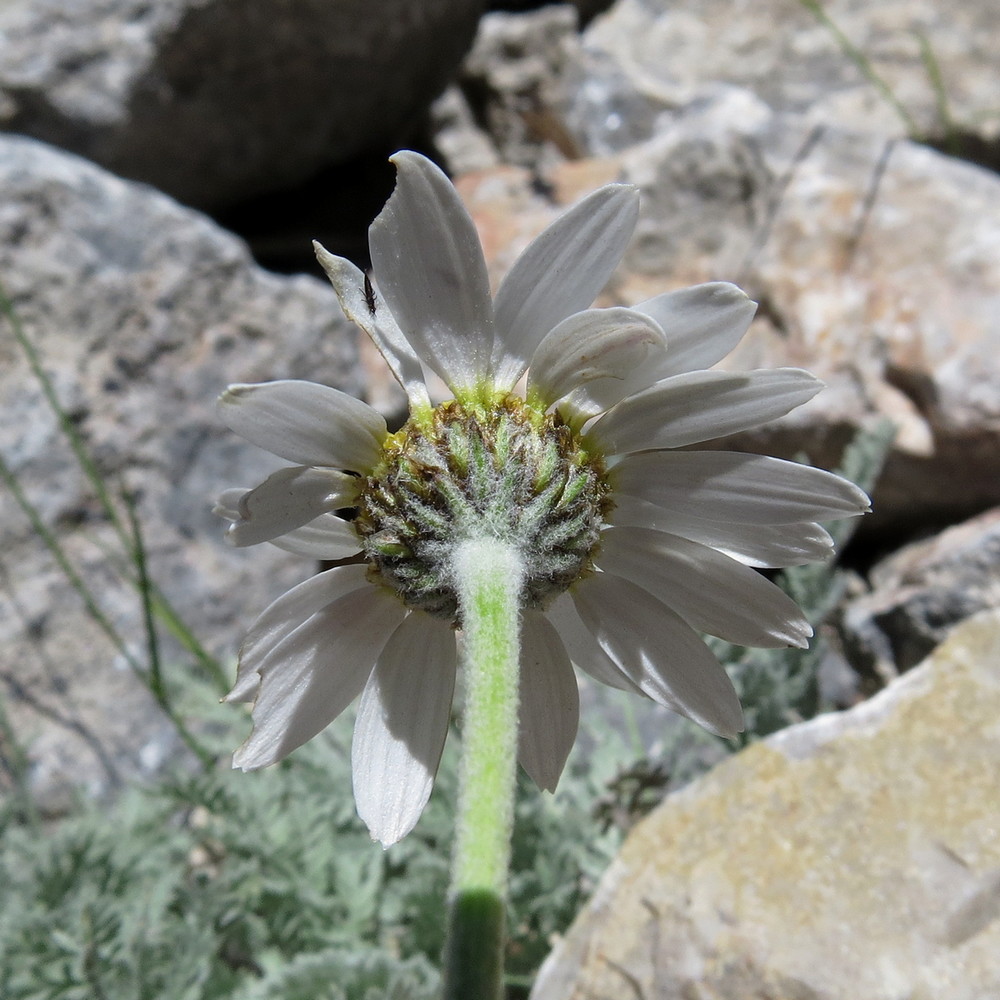 Image of Richteria pyrethroides specimen.