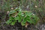 Potentilla megalantha. Плодоносящее растение. Курильские о-ва, о-в Кунашир, берег оз. Лагунное, окраина песчаного пляжа. 18.08.2022.