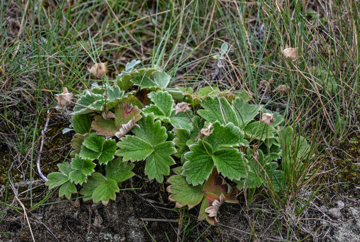 Image of Potentilla megalantha specimen.