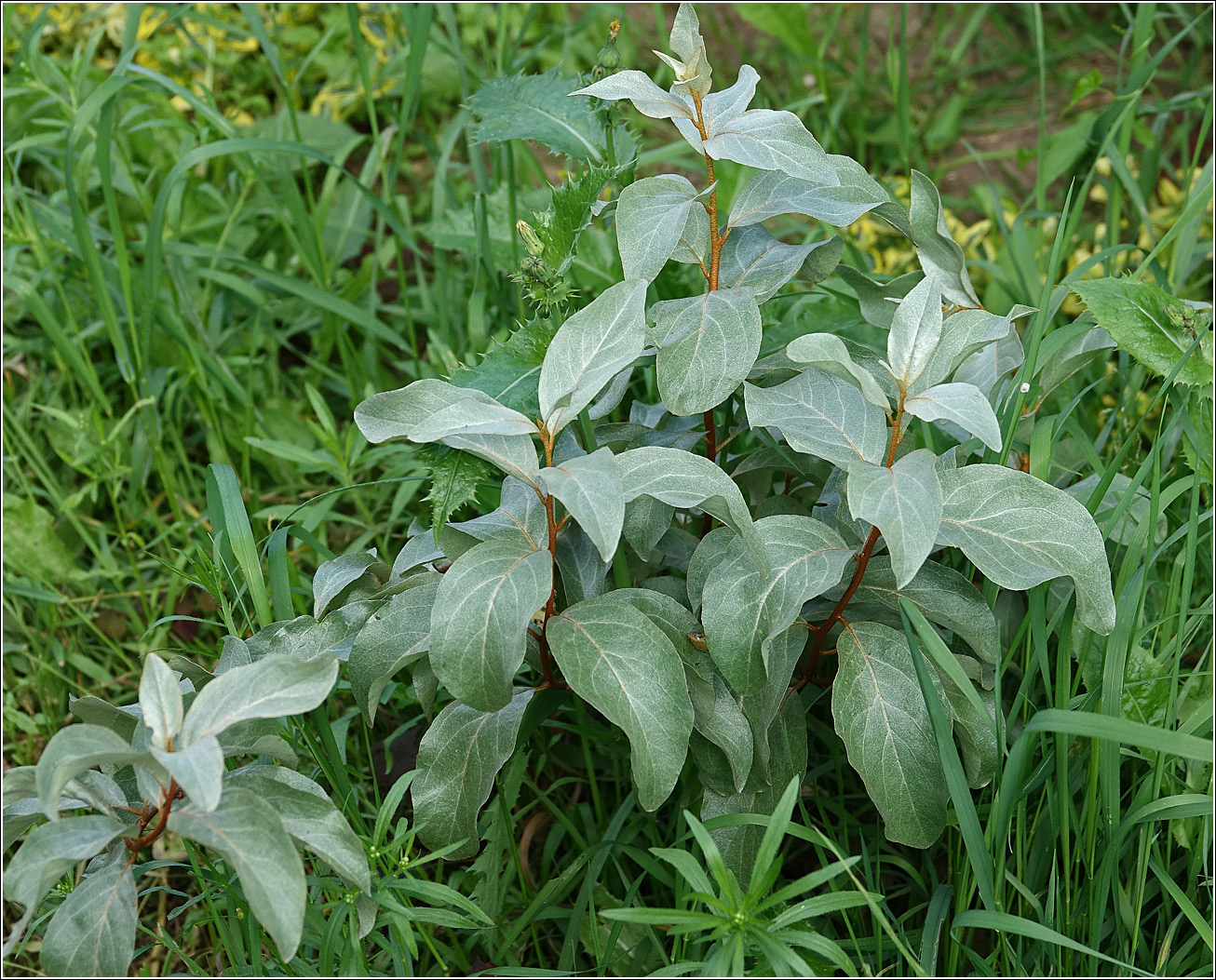 Image of Elaeagnus commutata specimen.