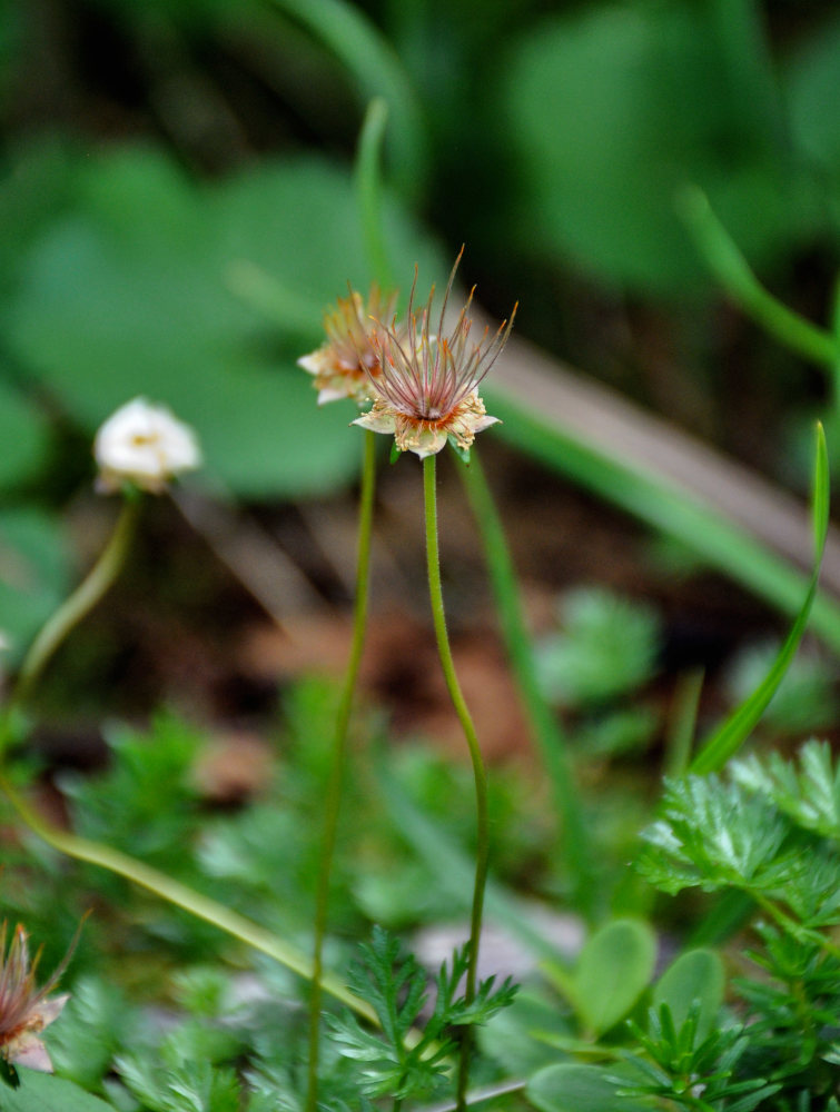 Image of Sieversia pusilla specimen.