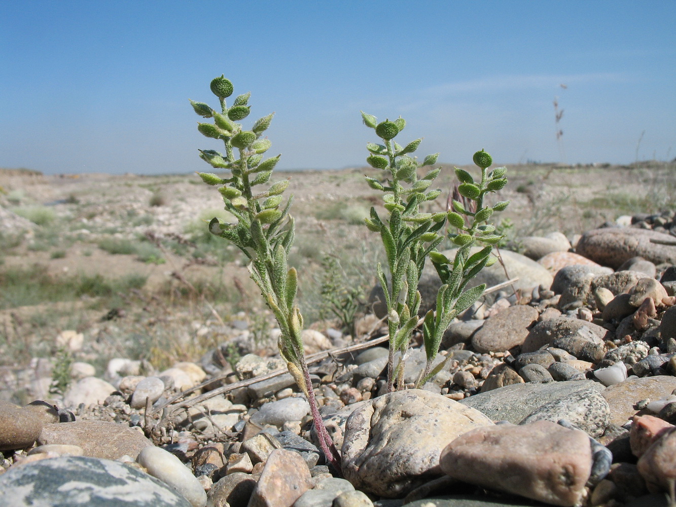 Изображение особи Alyssum simplex.