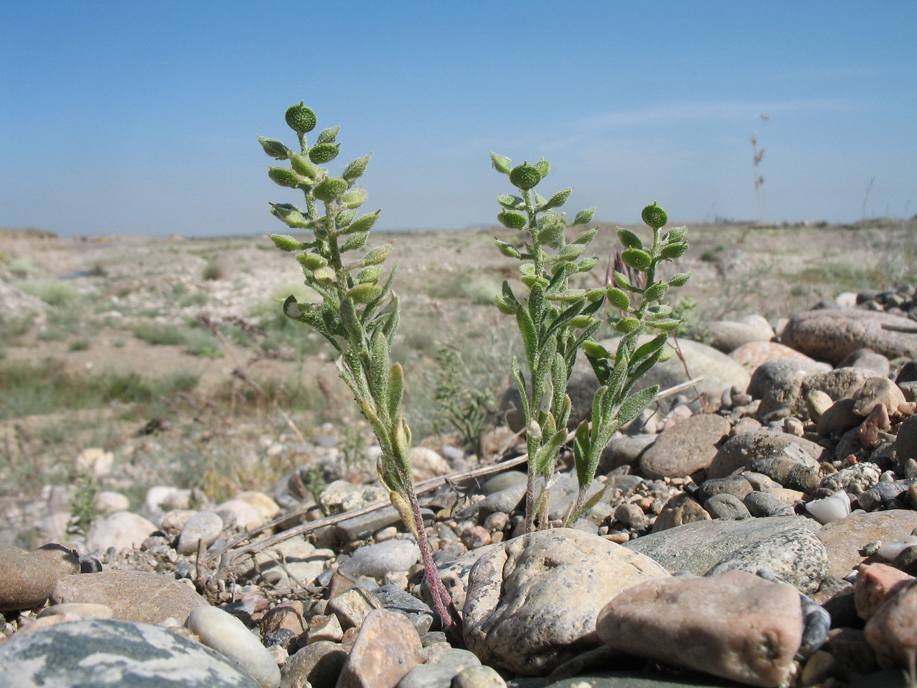 Image of Alyssum simplex specimen.