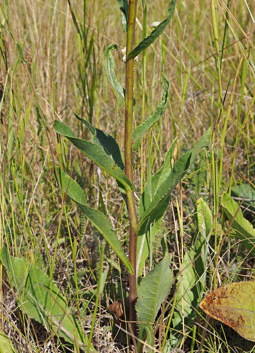 Image of Senecio paucifolius specimen.