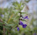 Scutellaria galericulata. Верхушка цветущего растения. Москва, Северо-Западный административный округ, р-н Строгино, Щукинский полуостров, топкий берег, сырой луг. 16.09.2022.