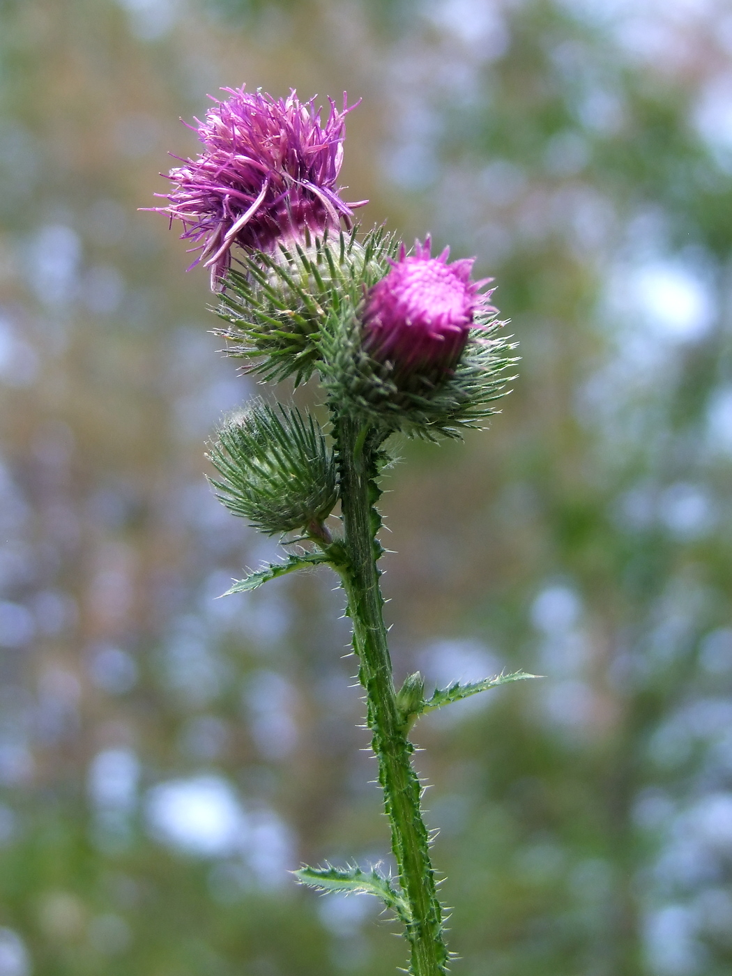 Image of Carduus crispus specimen.