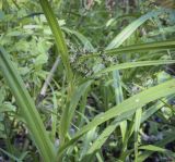 Scirpus sylvaticus. Верхушка цветущего растения. Владимирская обл., окр. г. Александров, сосновый бор, берег пруда. 10.06.2022.