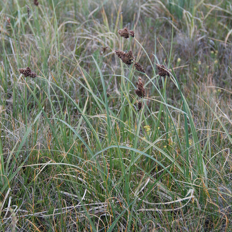 Изображение особи Carex melananthiformis.