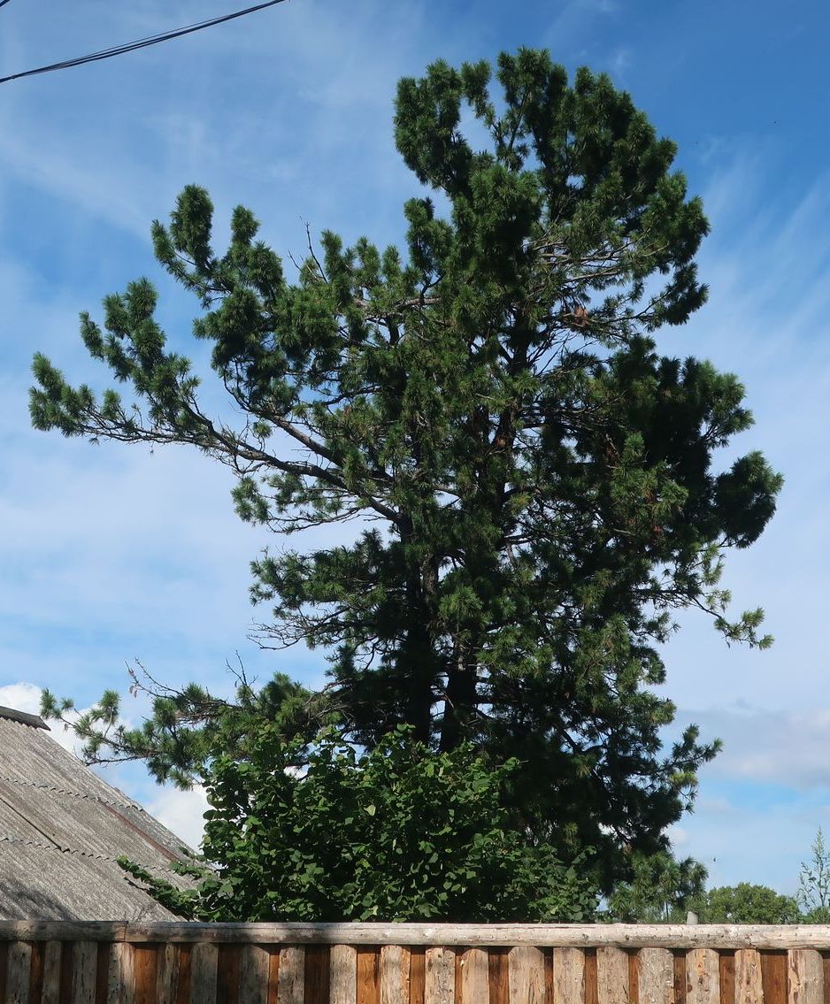 Image of Pinus sibirica specimen.