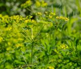 genus Euphorbia. Соцветие. Пермский край, Чусовской городской округ, окр. пос. Мыс, долина р. Усьва, заросший галечник напротив Камня Большое Бревно. 9 июля 2022 г.