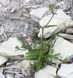 Valerianella dentata