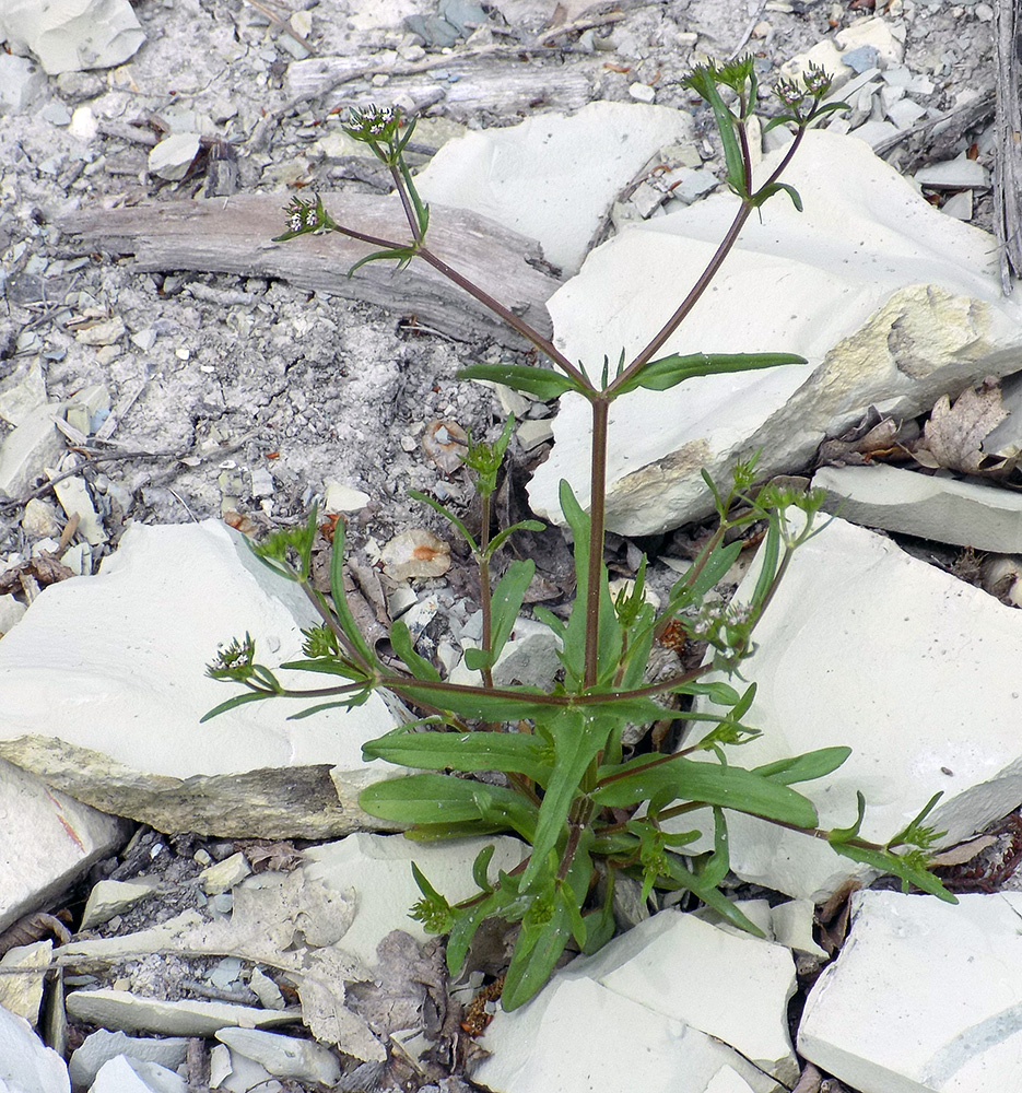 Изображение особи Valerianella dentata.