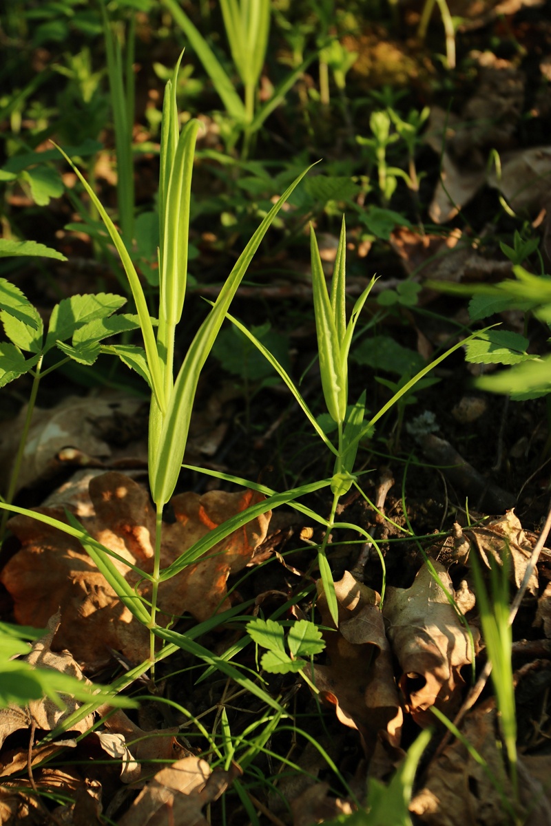 Image of Stellaria holostea specimen.