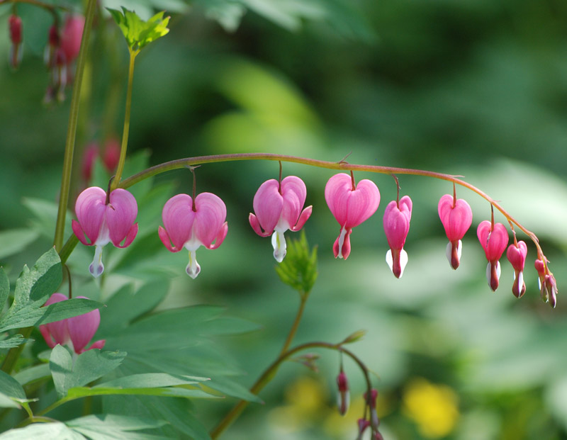 Изображение особи Dicentra spectabilis.