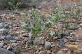 Alyssum dasycarpum