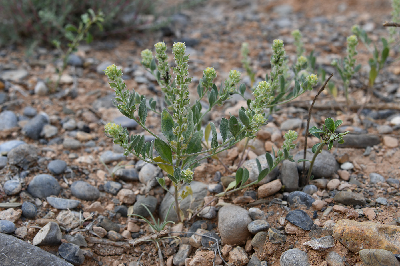 Изображение особи Alyssum dasycarpum.