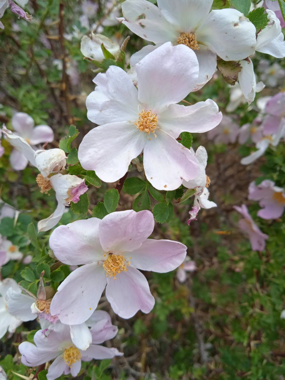 Image of Rosa maracandica specimen.