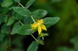 Hypericum xylosteifolium. Верхушка побега с цветком и бутонами. Грузия, Аджария, национальный парк \"Мтирала\", поросший мхами и папоротниками каменистый склон. 17.06.2023.