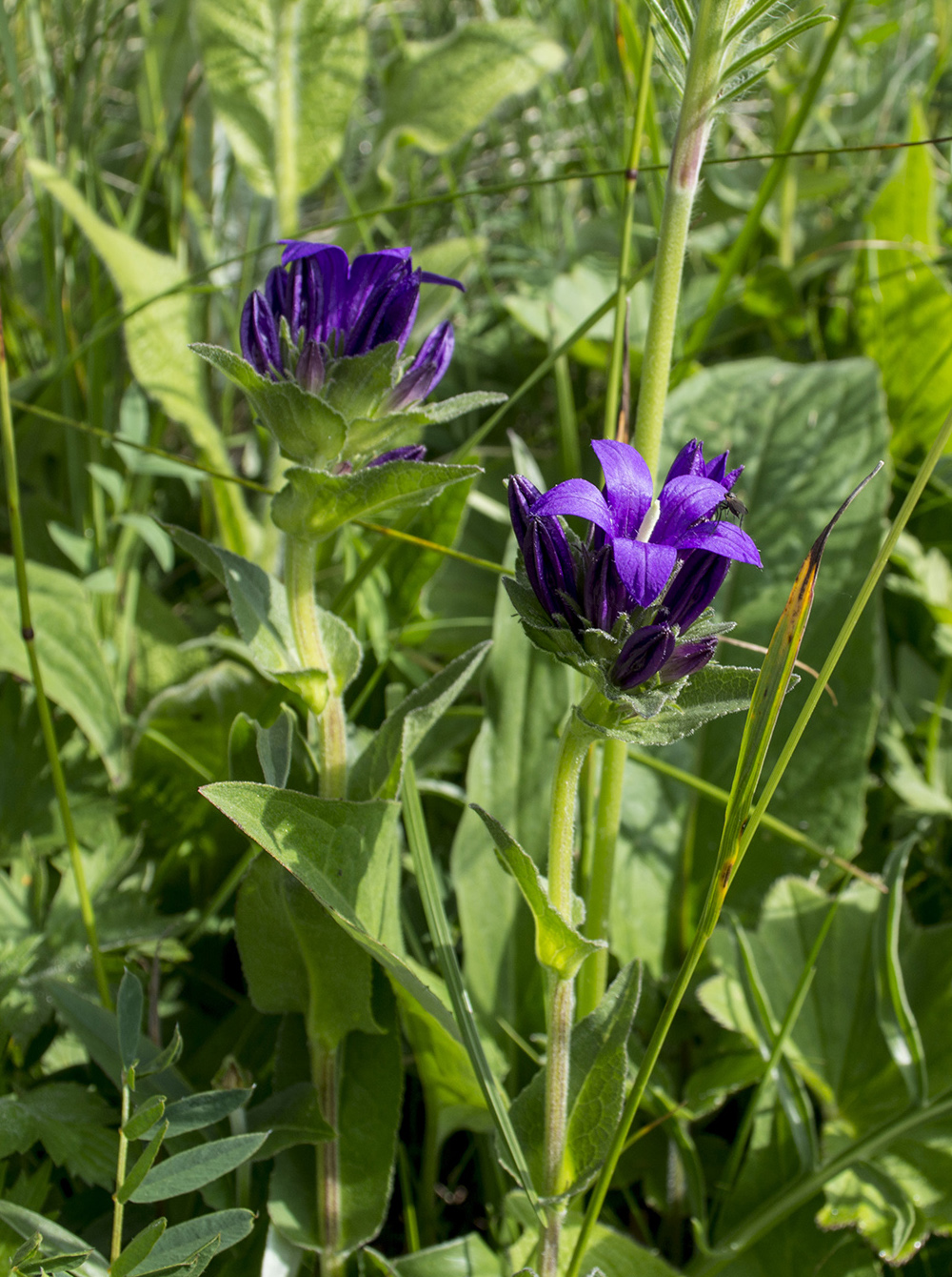 Image of Campanula glomerata ssp. oblongifolioides specimen.