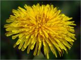 Taraxacum officinale