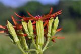 Lychnis wilfordii. Соцветие (вид сбоку). Приморский край, Шкотовский р-н, с. Новонежино, луг. 18.08.2023.